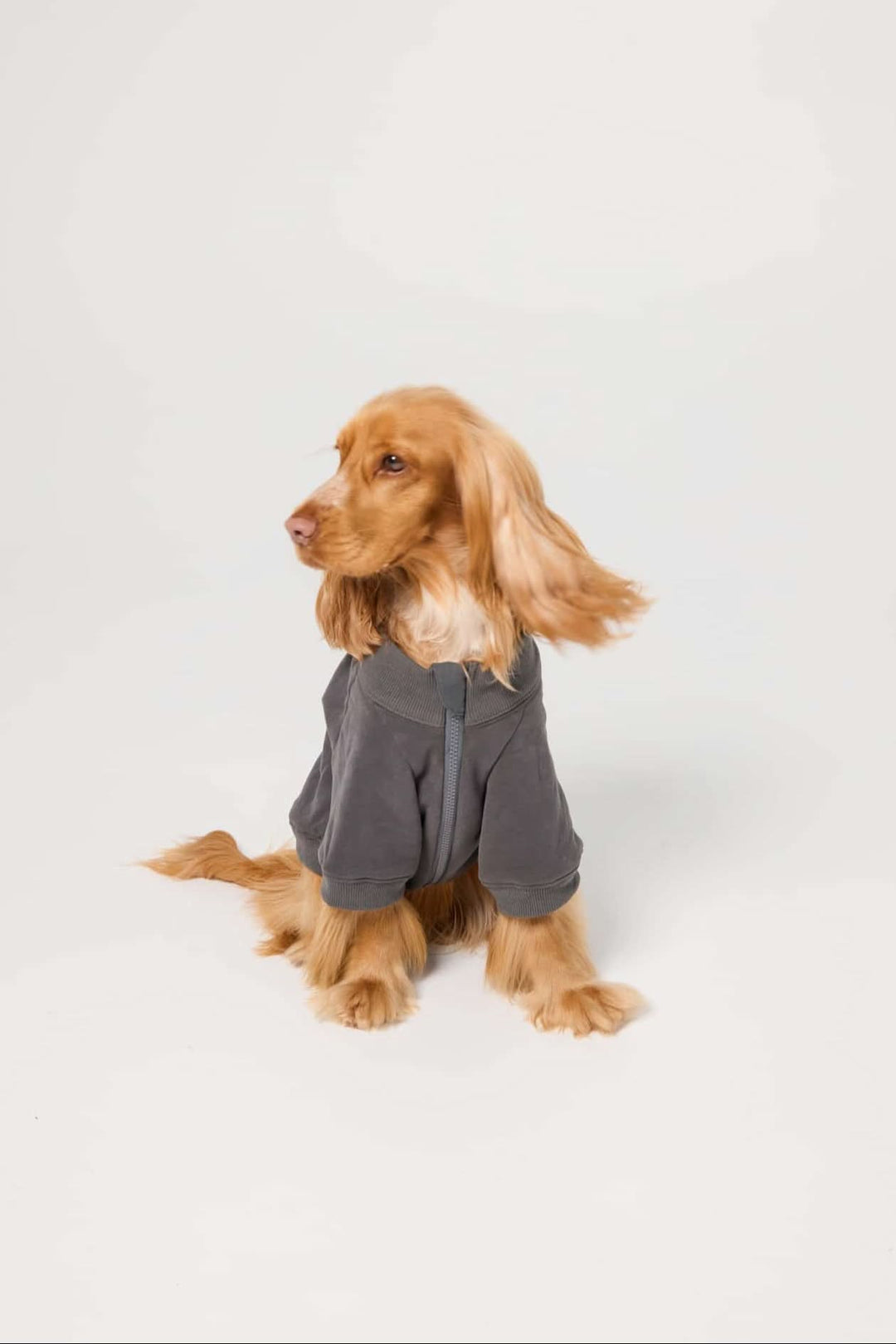 The Milo Crewneck - Charcoal Sweater | FurReal Studios